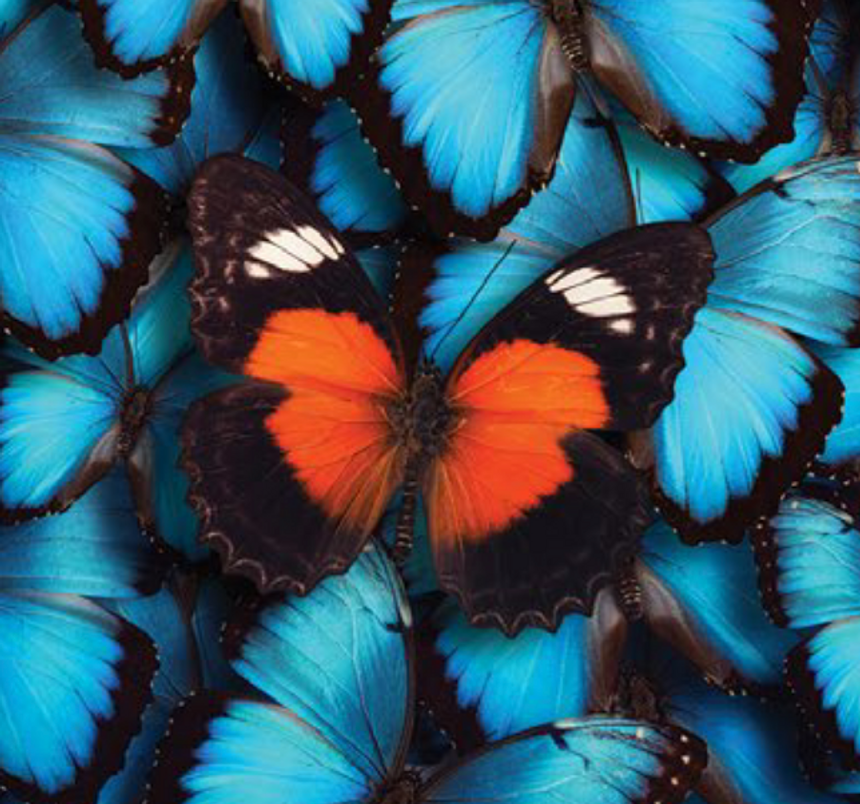red butterfly with blue butterflys